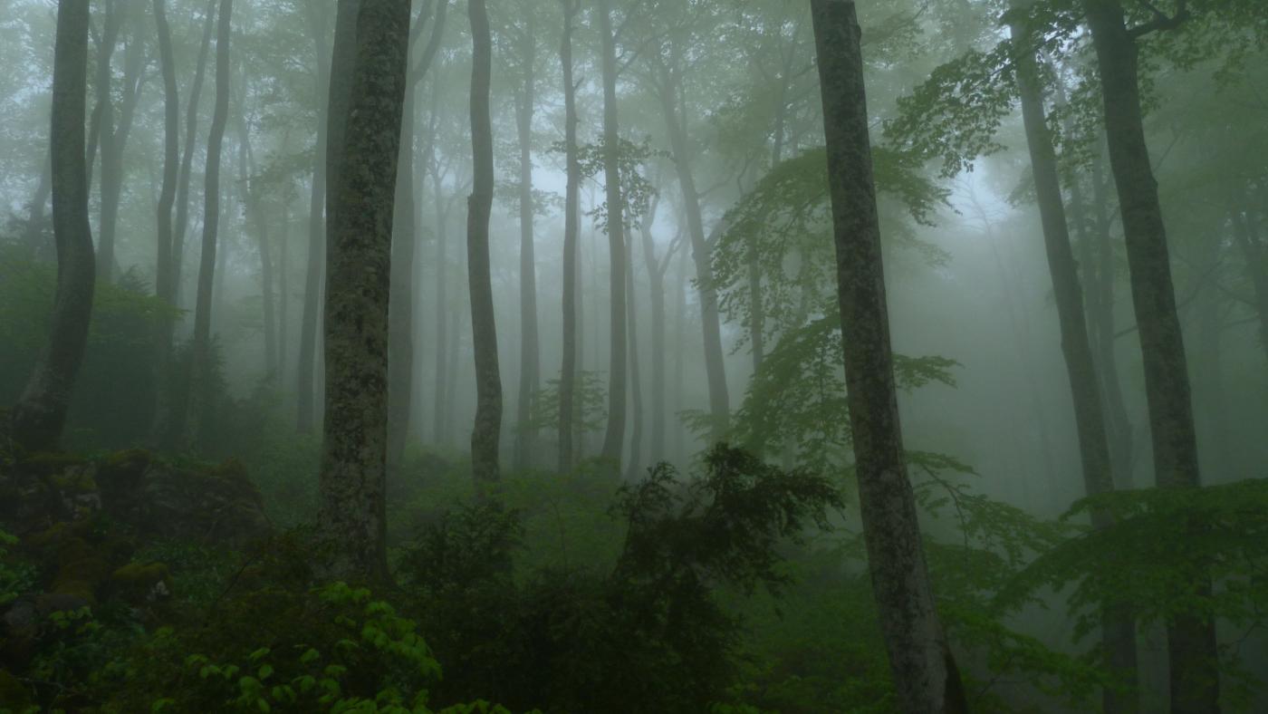 Selva de Irati